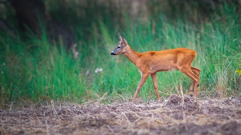 Achtung Bambi! 