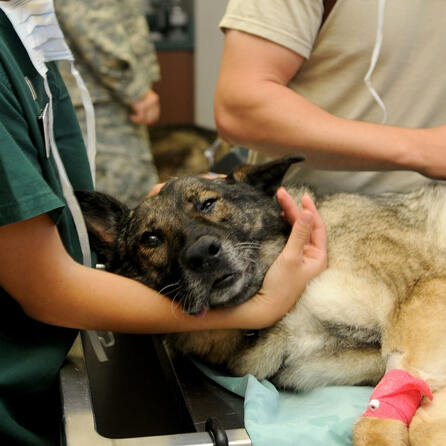 Spezialkurs Erste Hilfe am Hund vom Bayerischen Roten Kreuz