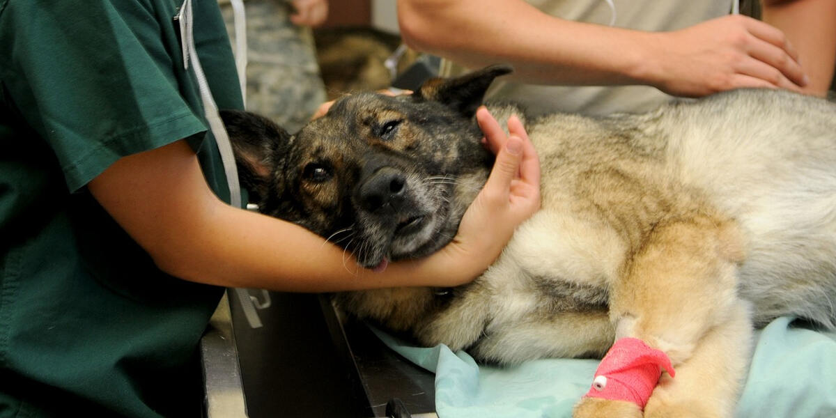 Spezialkurs Erste Hilfe am Hund vom Bayerischen Roten Kreuz