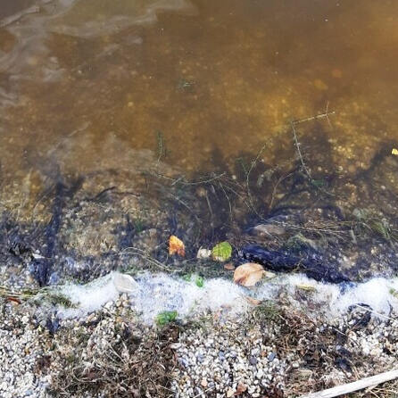 Blaualgen momentan nur noch im Afrasee 2 in Friedberg