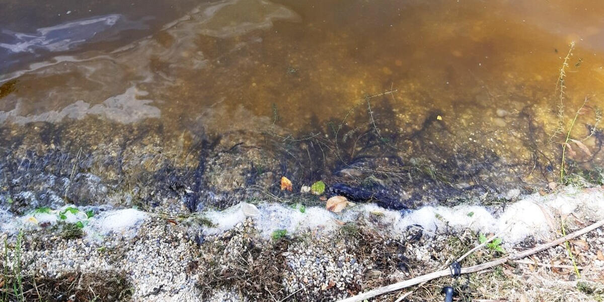 Blaualgen momentan nur noch im Afrasee 2 in Friedberg