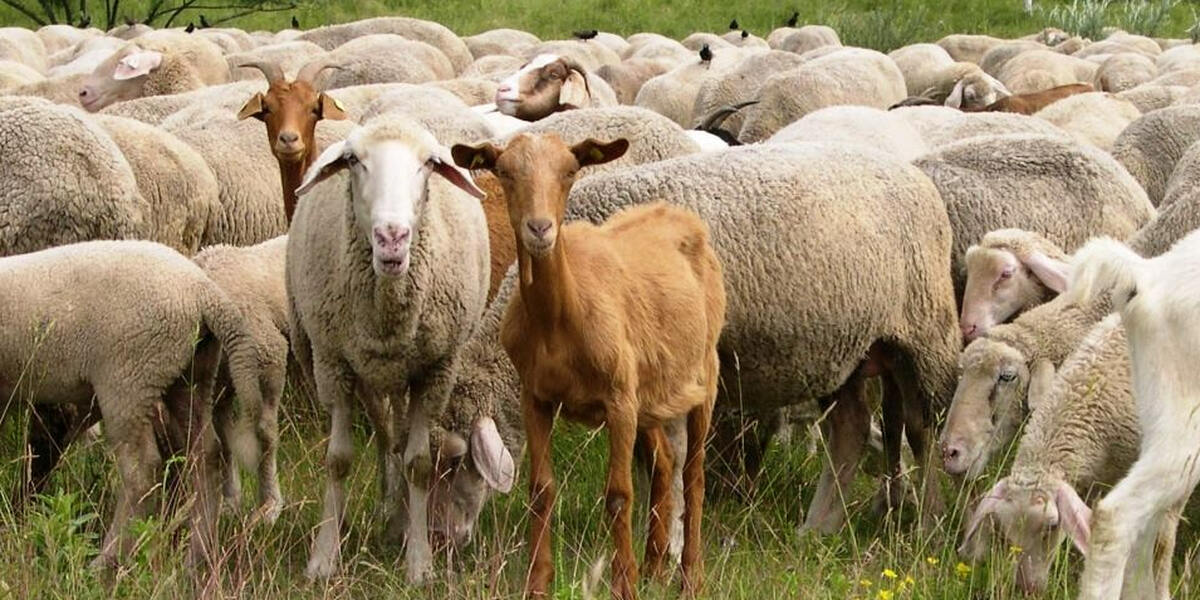 Augsburg-Bergheim: Schaf geklaut - schon geschlachtet?