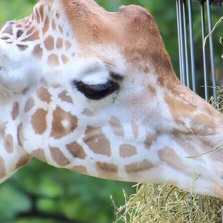 Von Franken nach Schwaben: "Lifty" ist die neue Giraffe im Zoo Augsburg