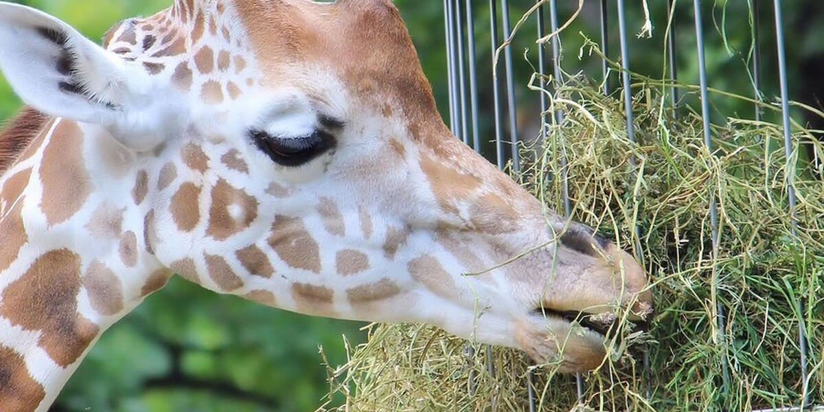 Von Franken nach Schwaben: "Lifty" ist die neue Giraffe im Zoo Augsburg