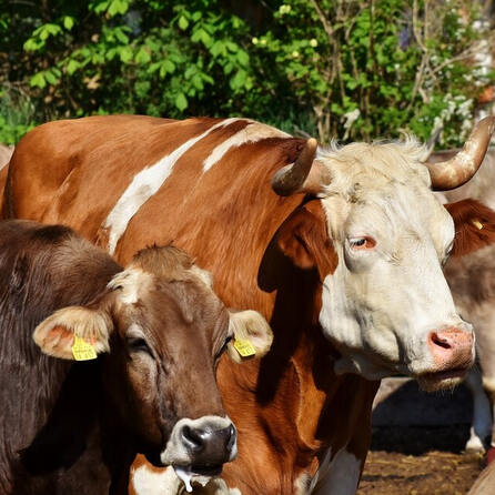 Allgäu: Alpsommer insgesamt? Gut!