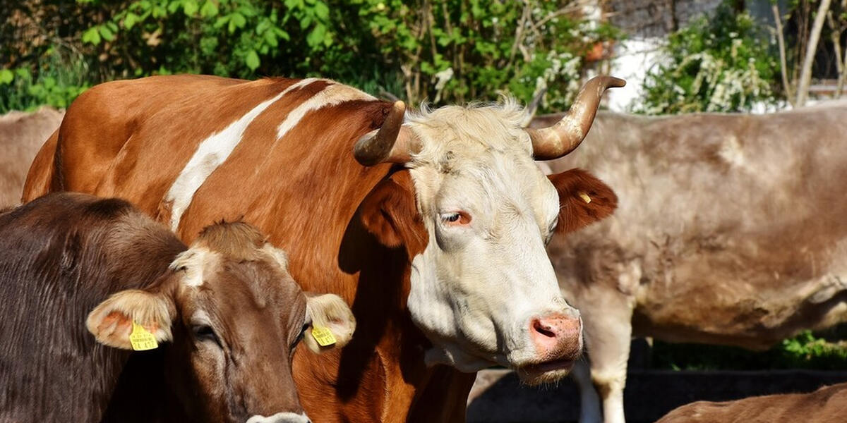 Allgäu: Alpsommer insgesamt? Gut!