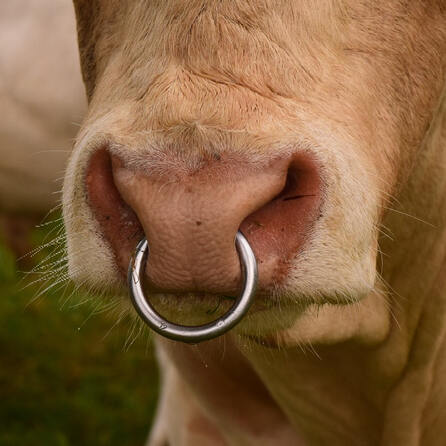 Tierdrama: Stier flüchtet in Augsburg vor Schlachter und stürzt in Lech