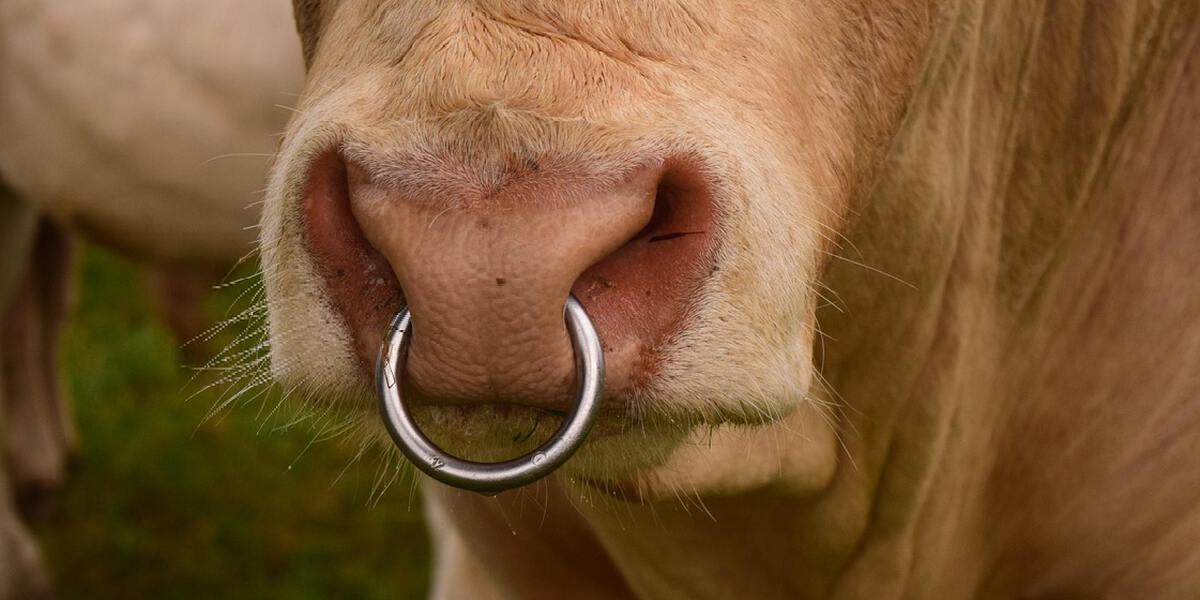 Tierdrama: Stier flüchtet in Augsburg vor Schlachter und stürzt in Lech