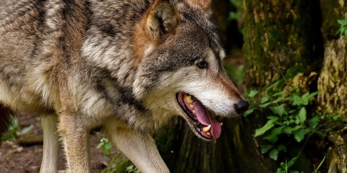 LfU Augsburg bestätigt: Wolf ist im Oberallgäu