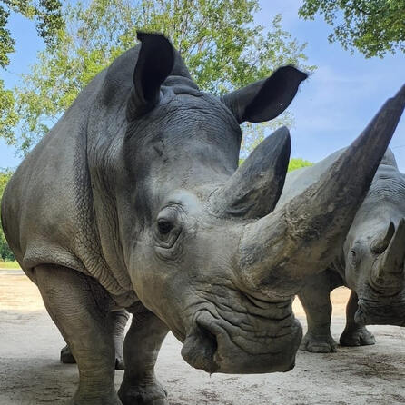 Trauer um Nashorn Kibibi im Zoo Augsburg - Nashorndame litt an Nierenversagen