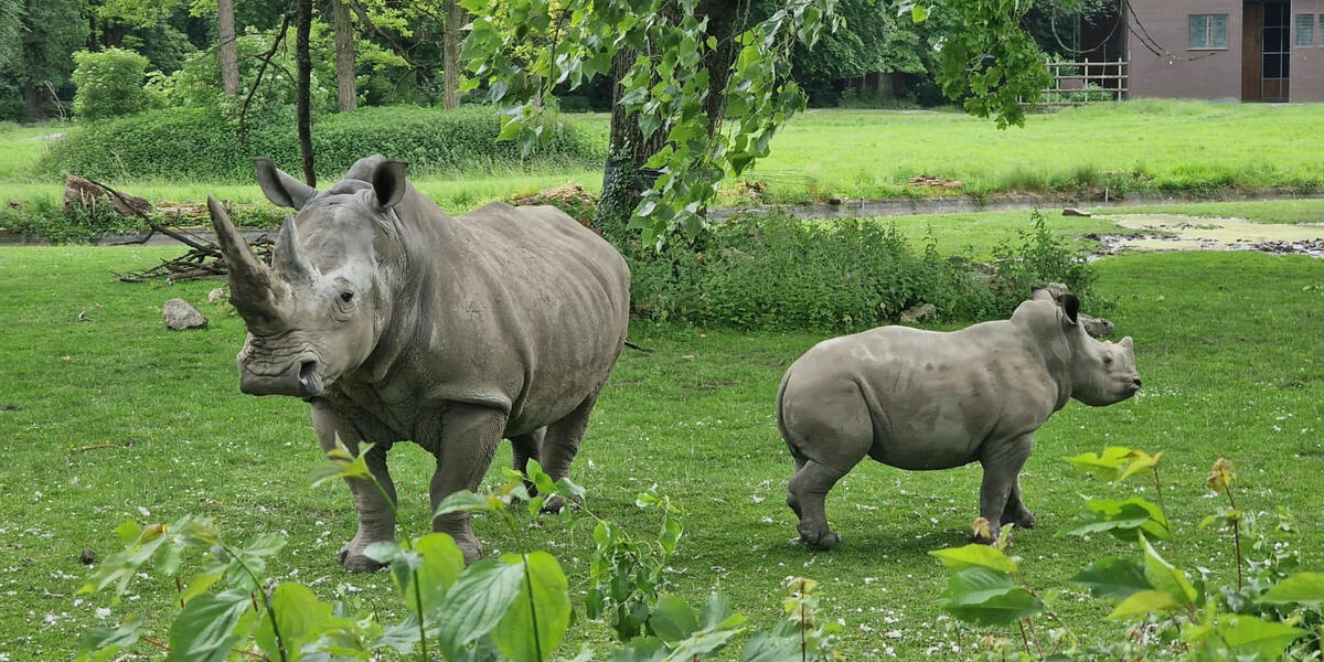 Trauer um Nashorn Kibibi im Zoo Augsburg - Nashorndame litt an Nierenversagen