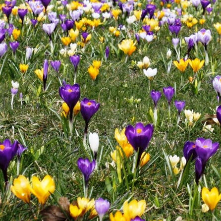 Donauwörth und Günzburg: Zwei Landesgartenschauen hintereinander in Schwaben