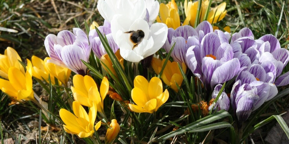 Donauwörth und Günzburg: Zwei Landesgartenschauen hintereinander in Schwaben