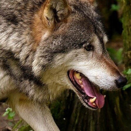 Bestätigt! Ein Wolf streift im Allgäu herum - Umweltamt Augsburg hat das Tier identifiziert