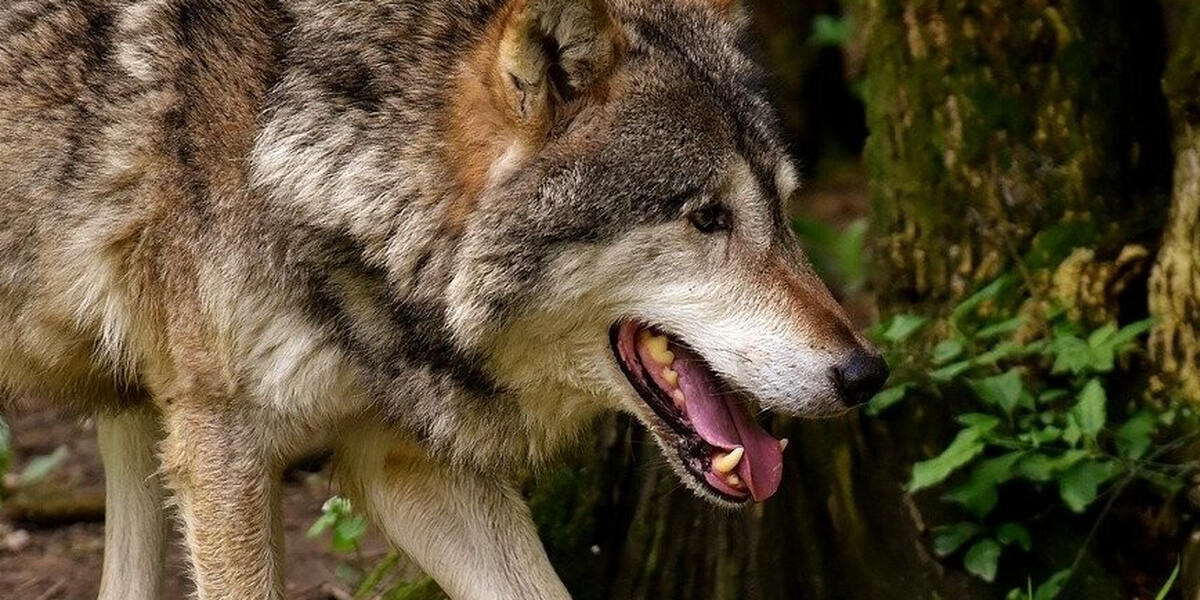 Bestätigt! Ein Wolf streift im Allgäu herum - Umweltamt Augsburg hat das Tier identifiziert