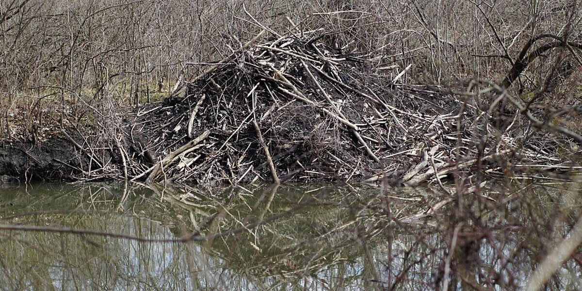 Oberallgäu: Bund Naturschutz klagt gegen Biber-Abschuss