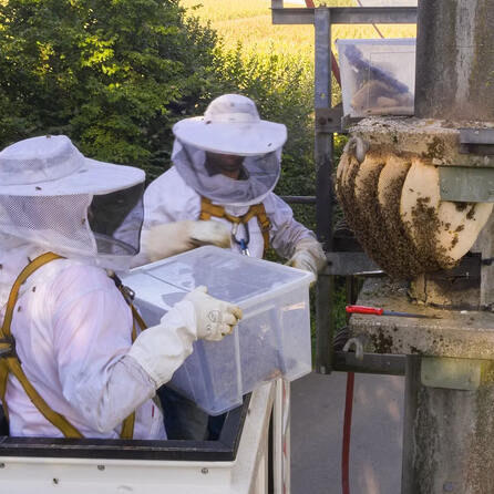 Außergewöhnliche Rettungsaktion in Horgau: Bienenvolk siedelt sich auf Strommaststation an