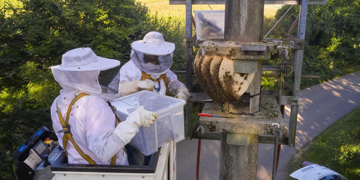 Außergewöhnliche Rettungsaktion in Horgau: Bienenvolk siedelt sich auf Strommaststation an