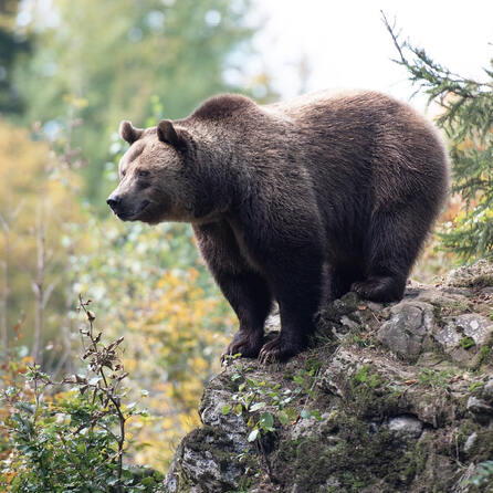 Fehlanzeige im Landkreis Oberallgäu - Es gibt keine Hinweise auf einen Braunbären