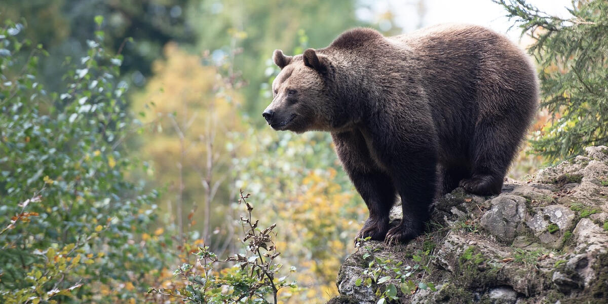 Fehlanzeige im Landkreis Oberallgäu - Es gibt keine Hinweise auf einen Braunbären