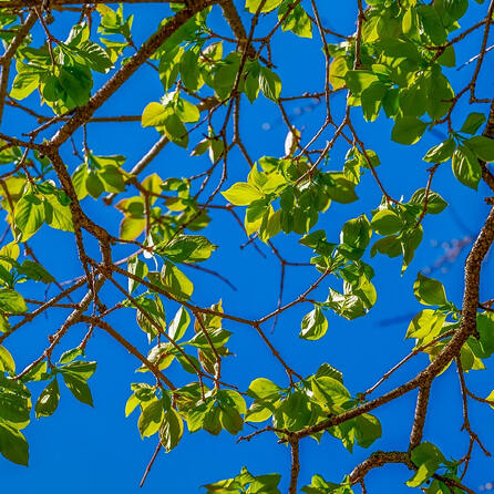 Memminger Weinmarkt ist jetzt grün - Gesetzt wurden 13 große Zukunfts- und Klimabäume 