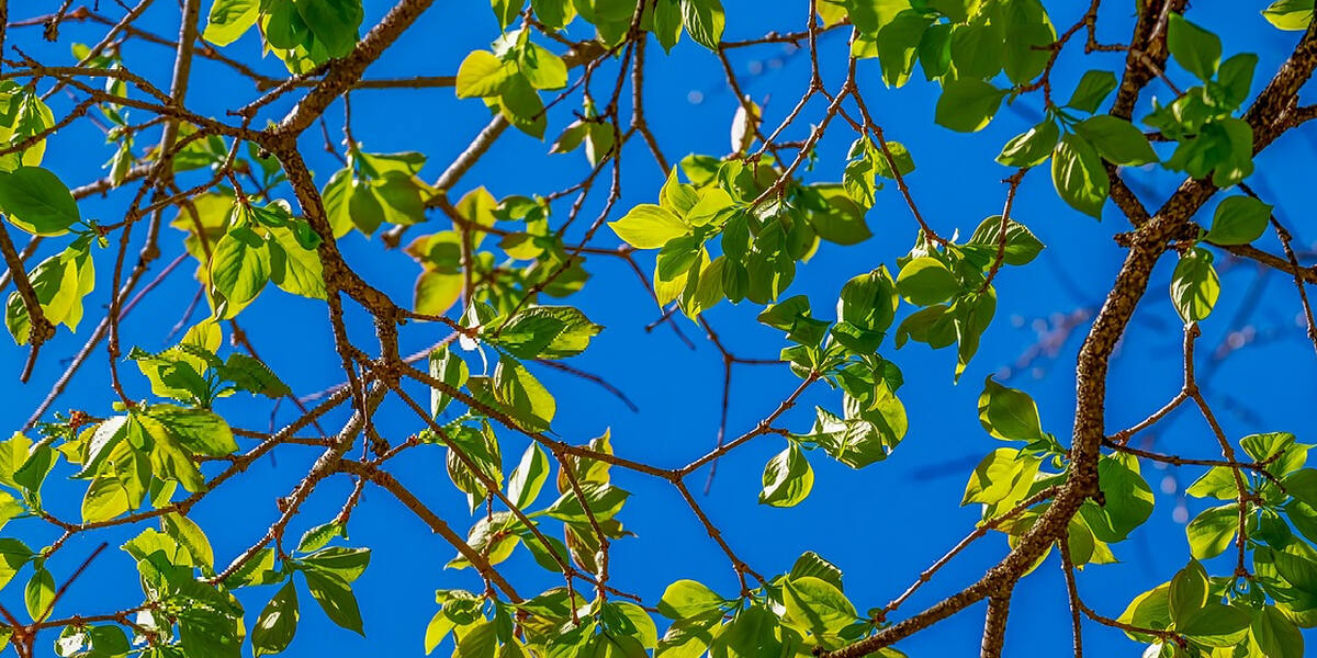 Memminger Weinmarkt ist jetzt grün - Gesetzt wurden 13 große Zukunfts- und Klimabäume 