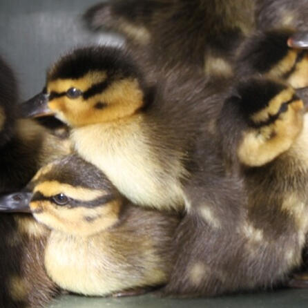 Warnung vor Vogelgrippe im Bereich Landsberg