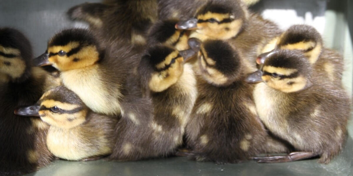 Warnung vor Vogelgrippe im Bereich Landsberg